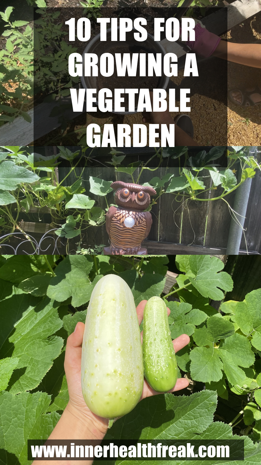 10 tips for growing a vegetable garden